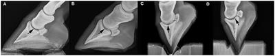 Radiographic Identification of Osseous Cyst- Like Lesions in the Distal Phalanx in 22 Lame Thoroughbred Horses Managed Conservatively and Their Racing Performance